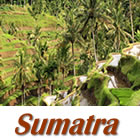 Sumatra Mandheling 1/2 lb